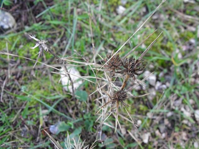Eryngium tricuspidatum